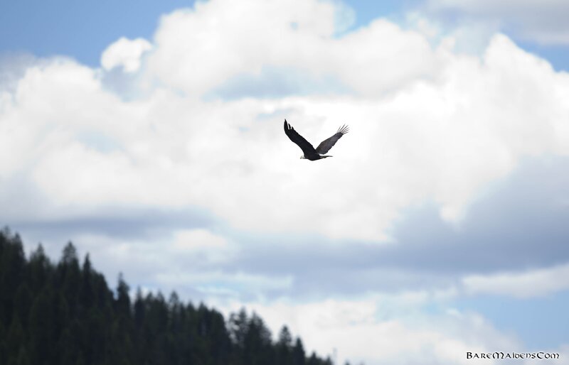eagle soaring in the sky