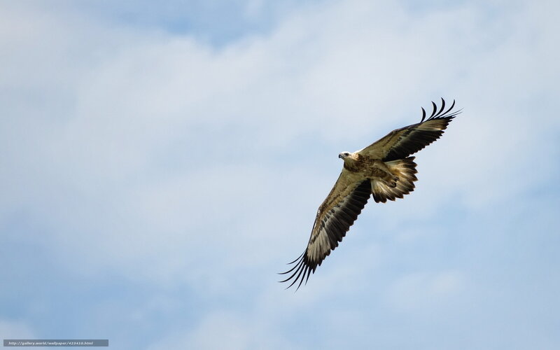 Eagle soaring in the sky