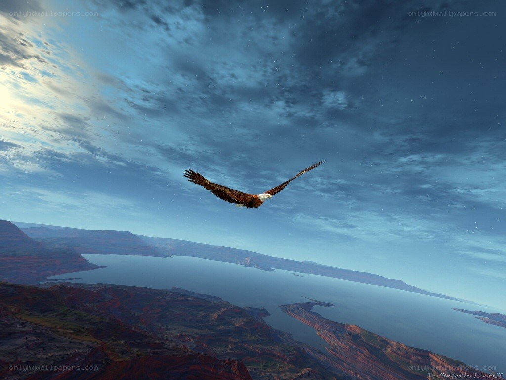 Eagle soaring over canyon lake