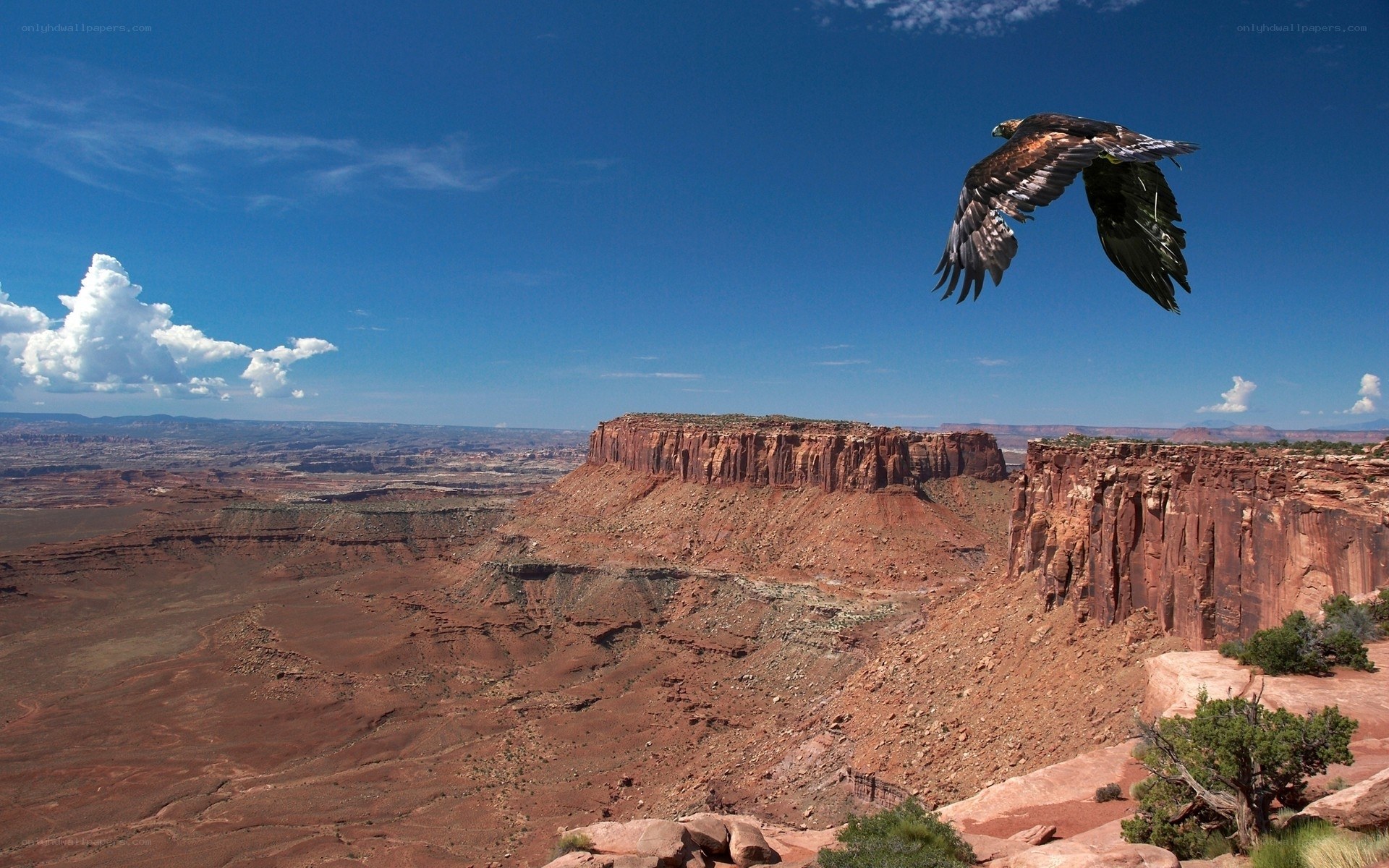 Eagle soaring over canyon