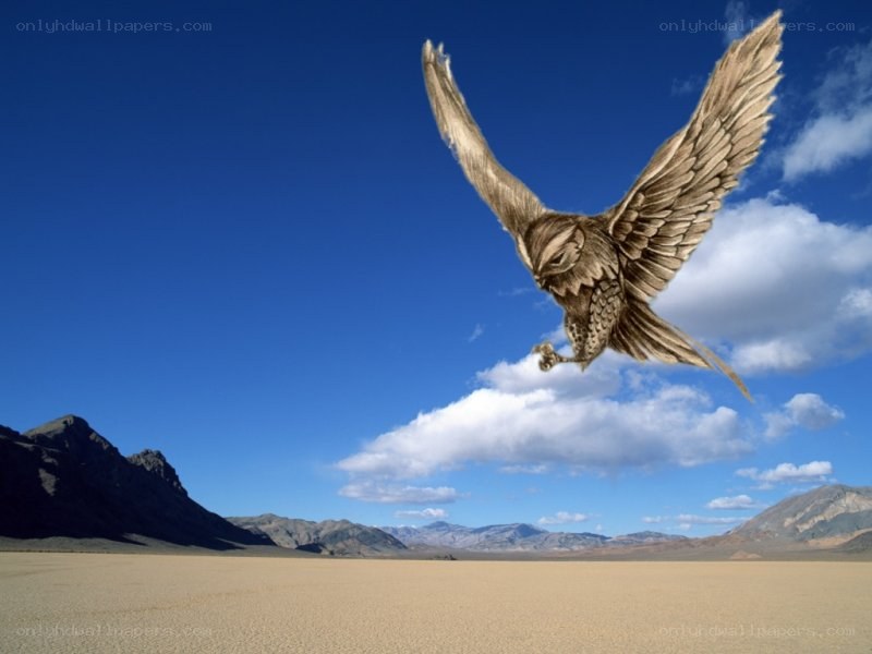 Eagle soaring over desert