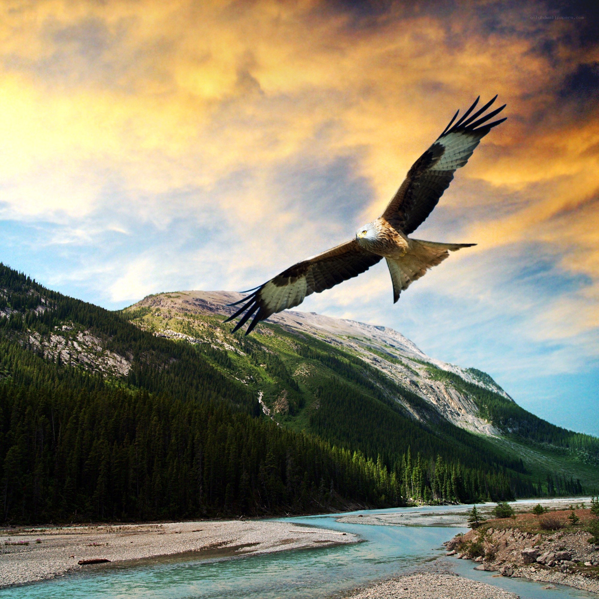 Eagle soaring over mountain river
