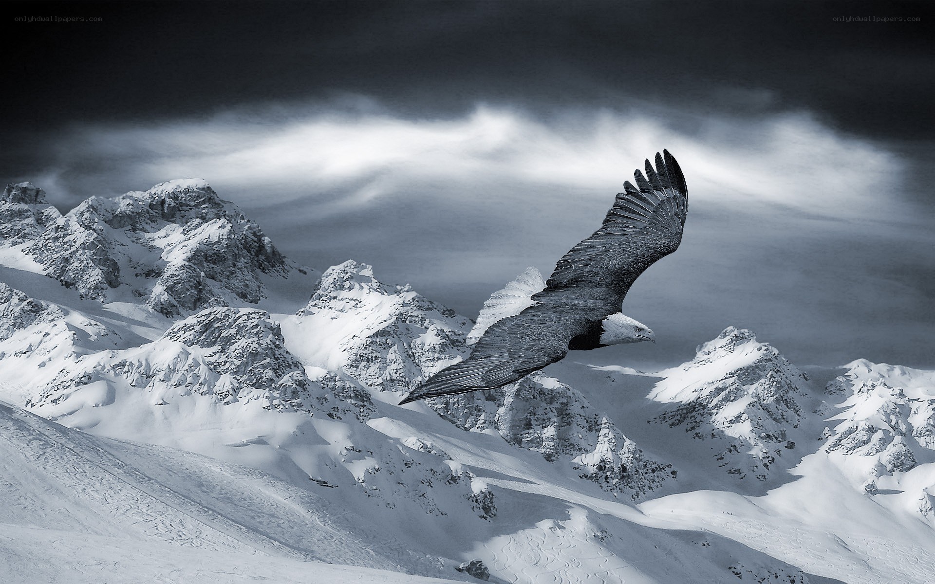 Eagle soaring over snowy mountains