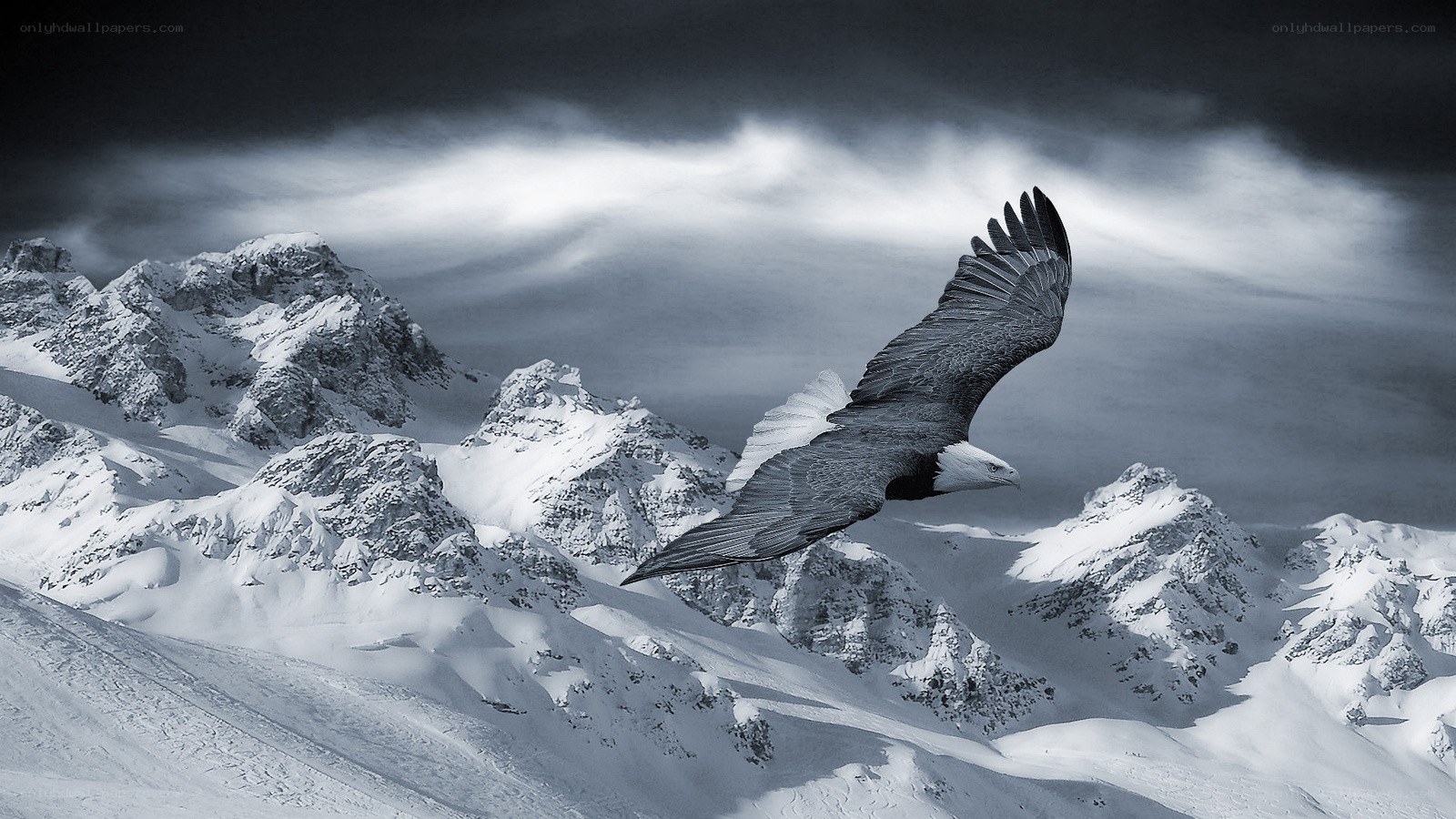 Eagle soaring over snowy mountains