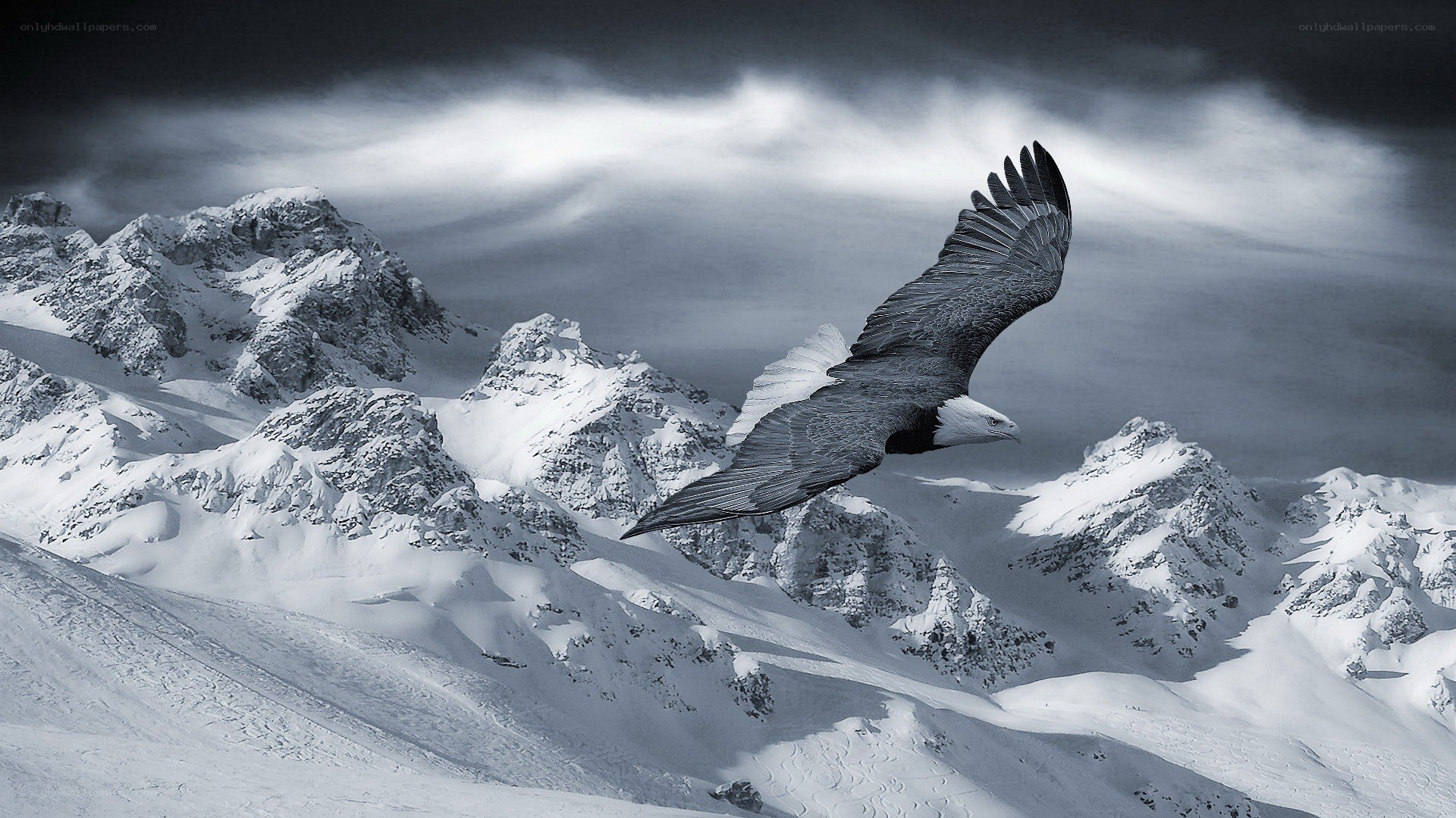 Eagle soaring over snowy mountains
