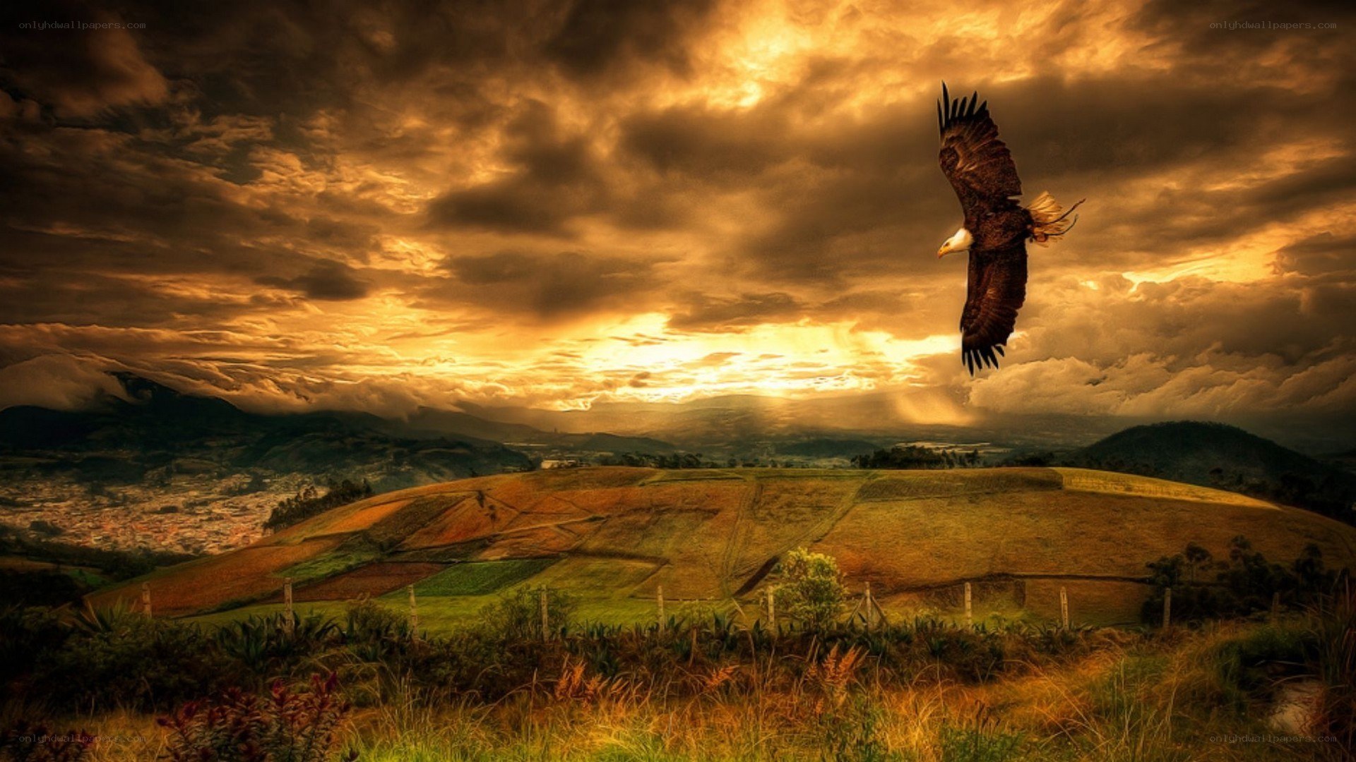 Eagle soars over golden hills