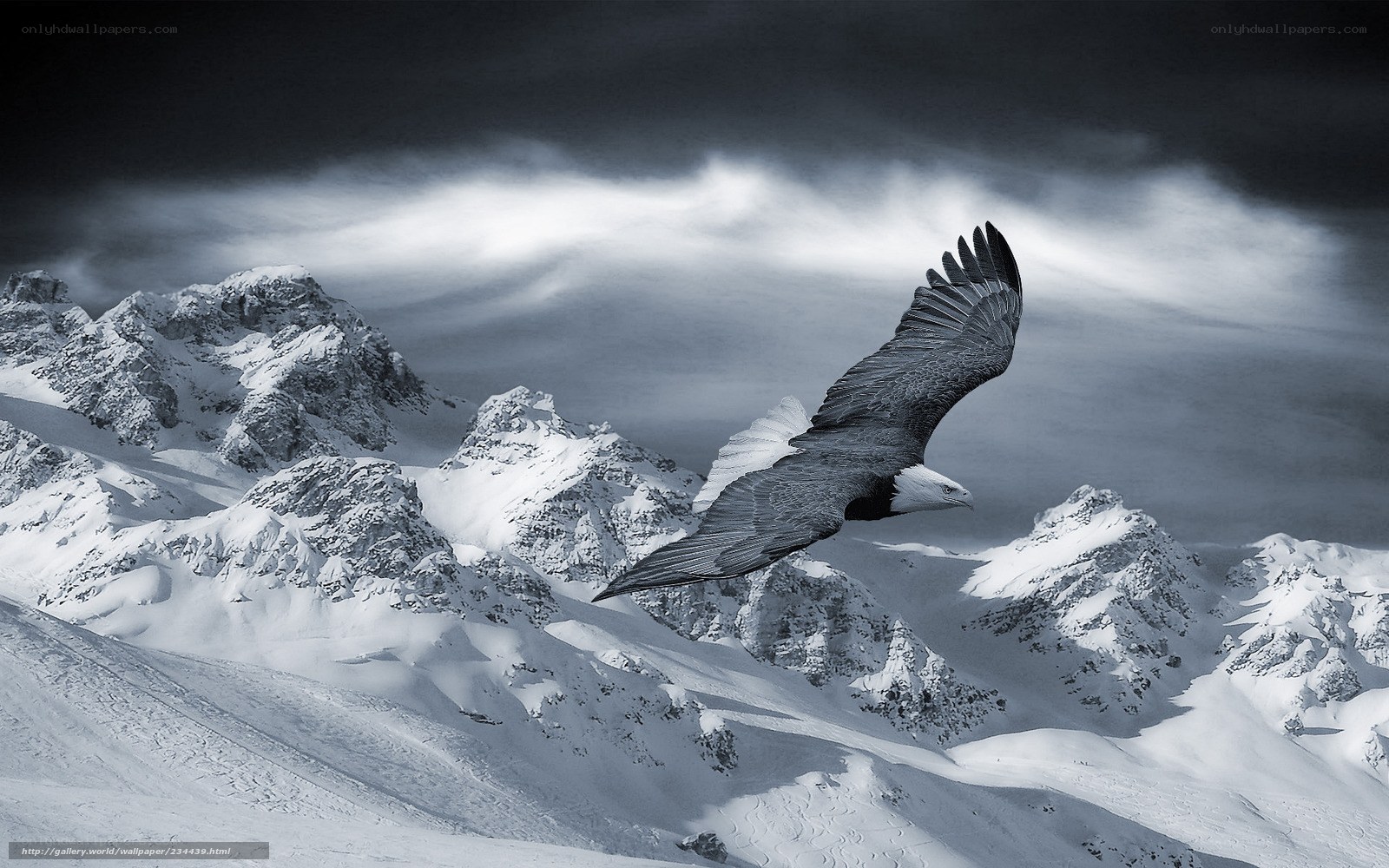 Eagle soars over snowy mountains