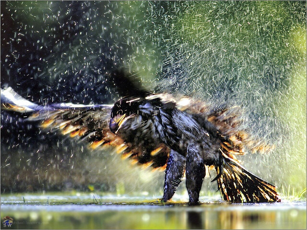 eagle splashing in water