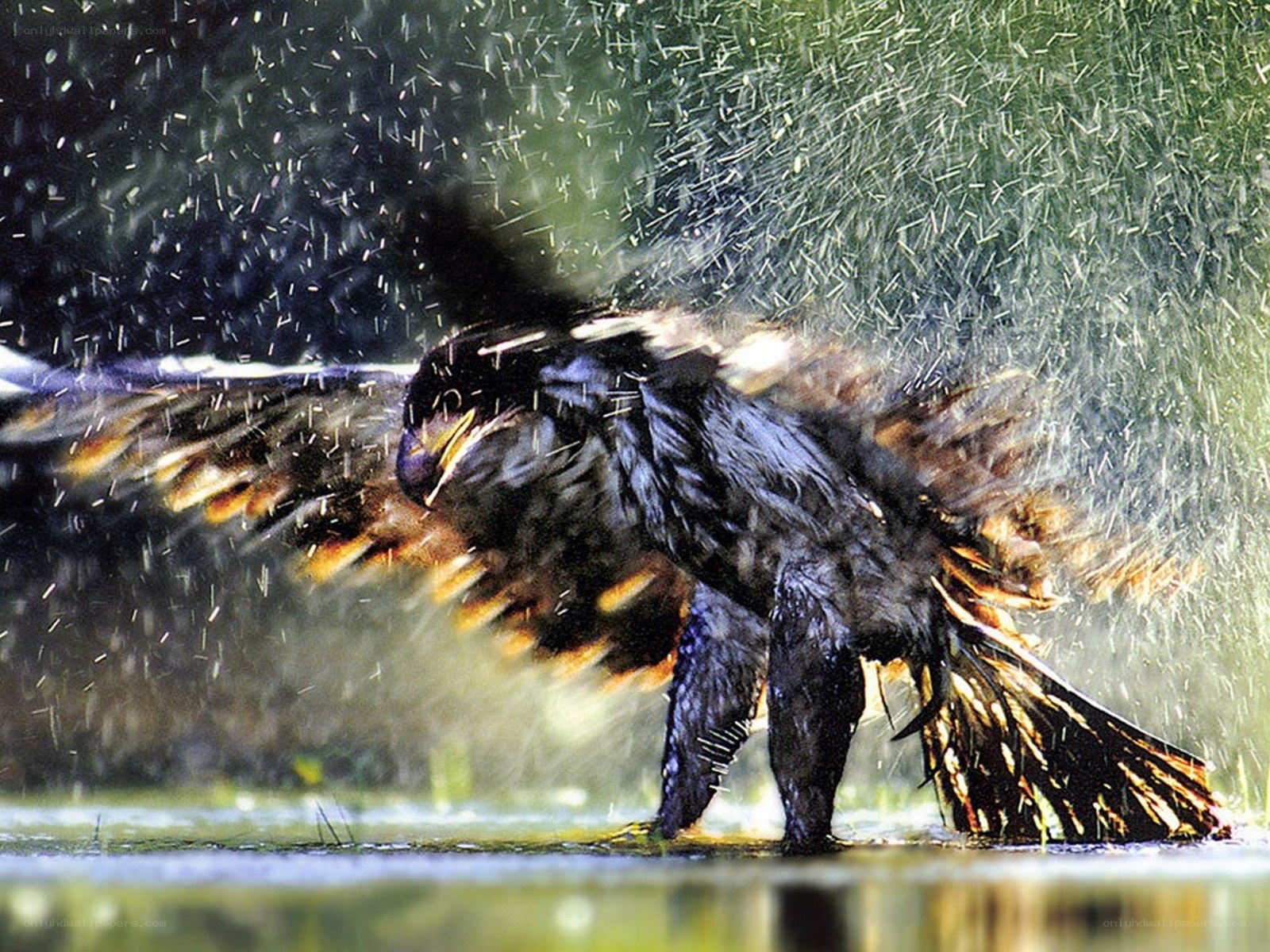 eagle splashing in water