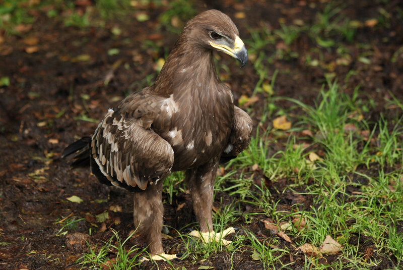 eagle standing on ground