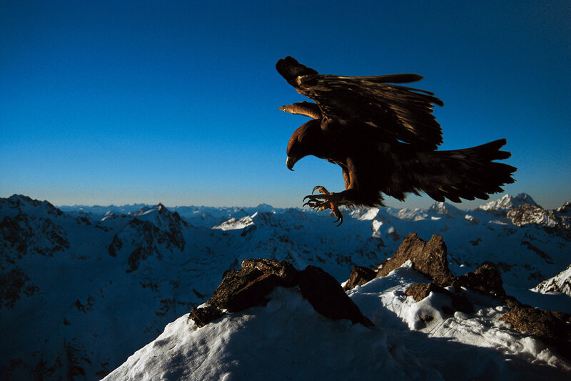 Eagle taking flight over snowy mountains