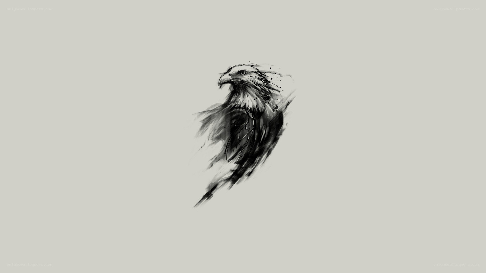 eagle watercolor sketch