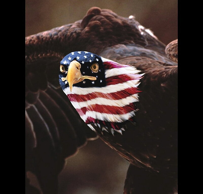 eagle with american flag feathers