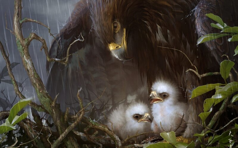 Eagle with chicks in rain