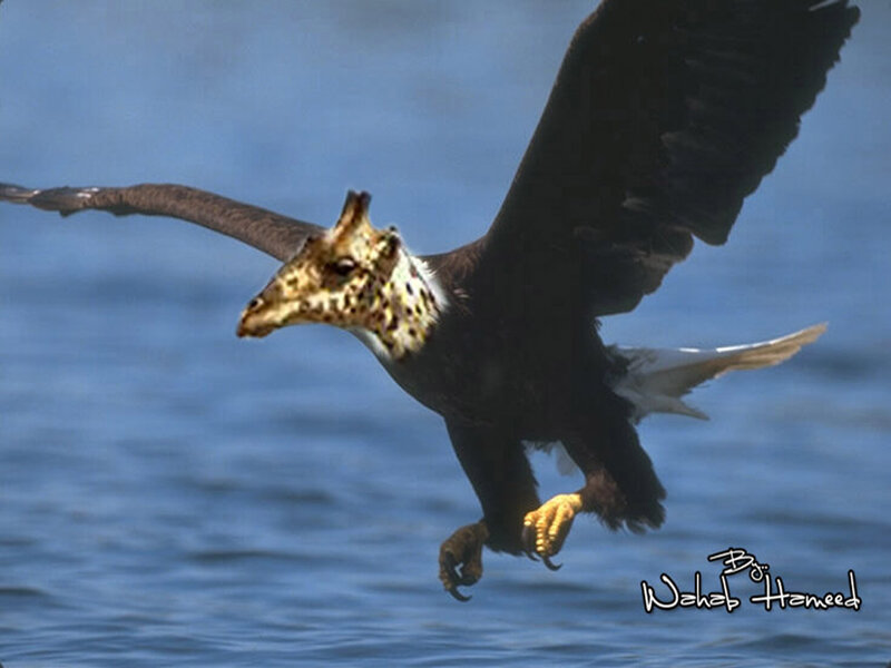 Eagle with Giraffe Head