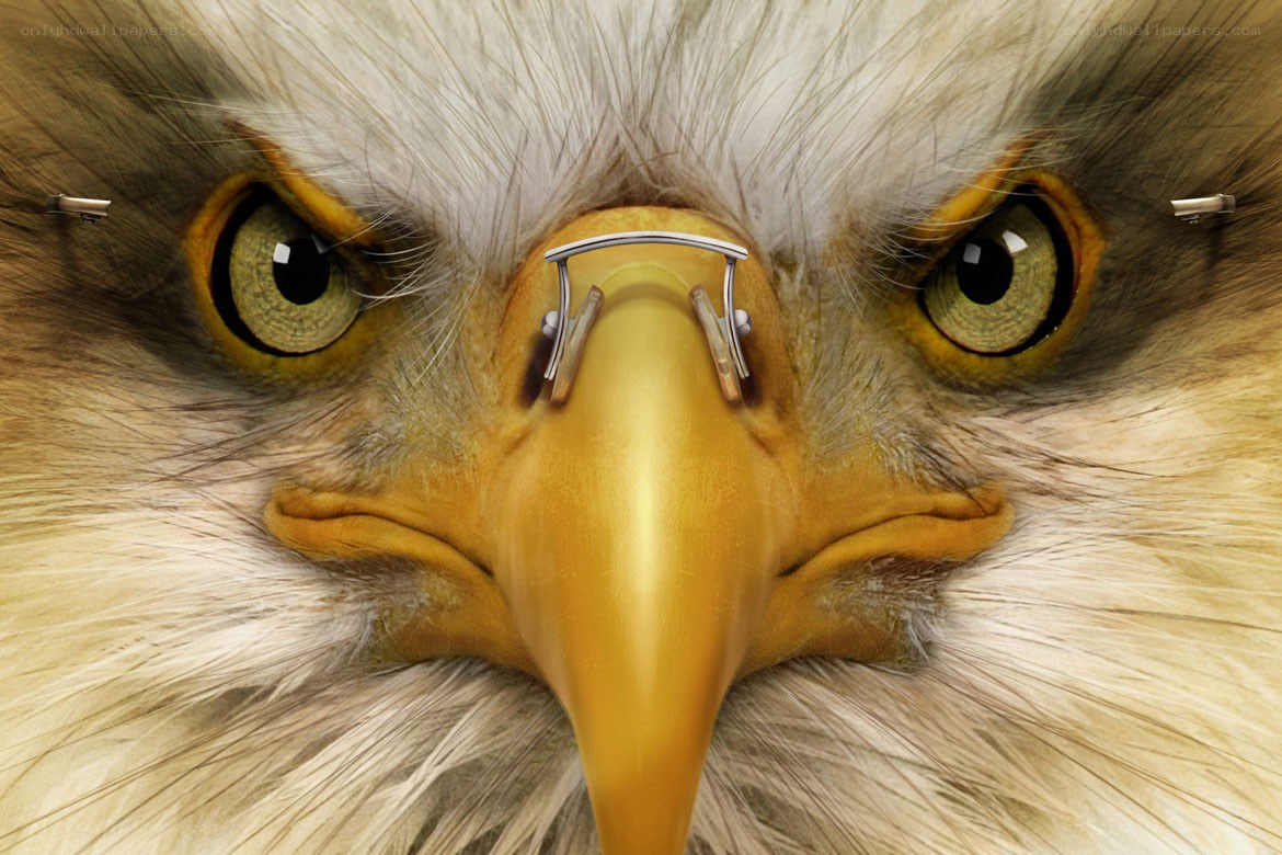 eagle with glasses