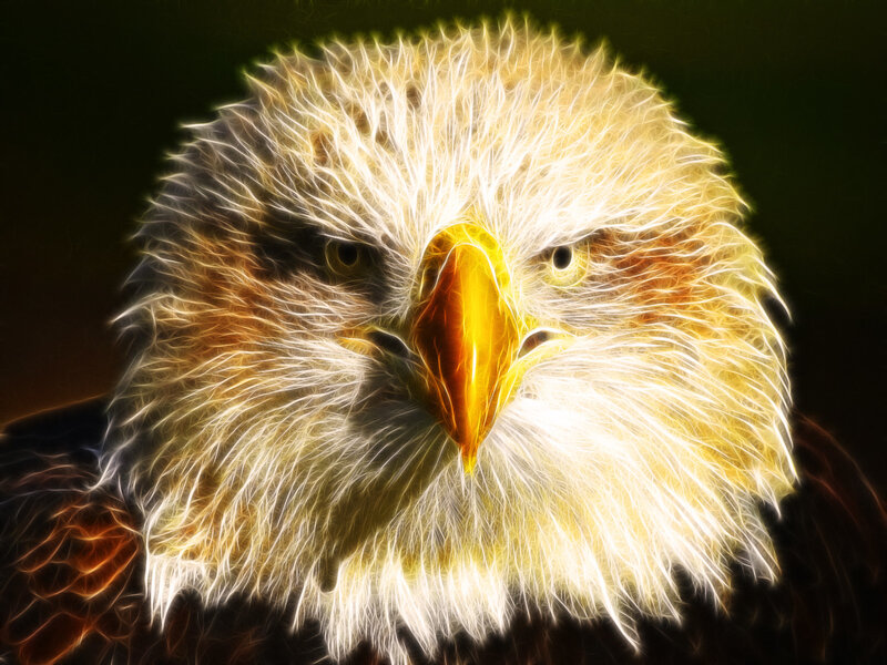 Eagle with glowing feathers