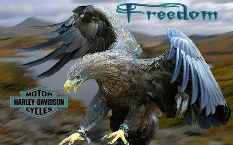 Eagle with Motorcycle Wheels