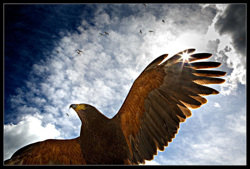 Eagle with outstretched wings