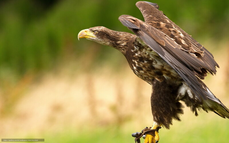 Eagle with Spread Wings — Brown