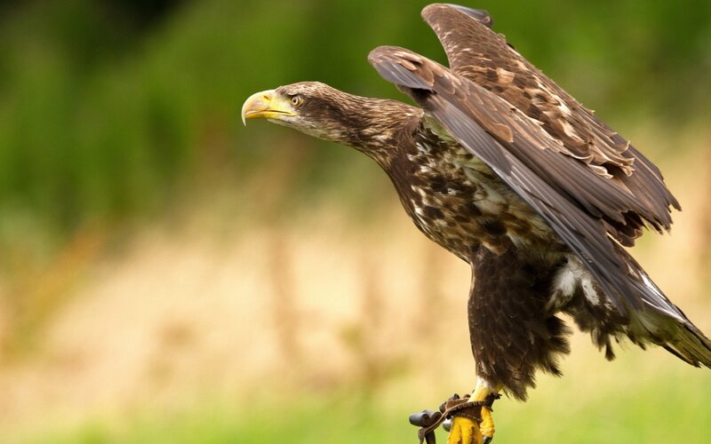 eagle with spread wings