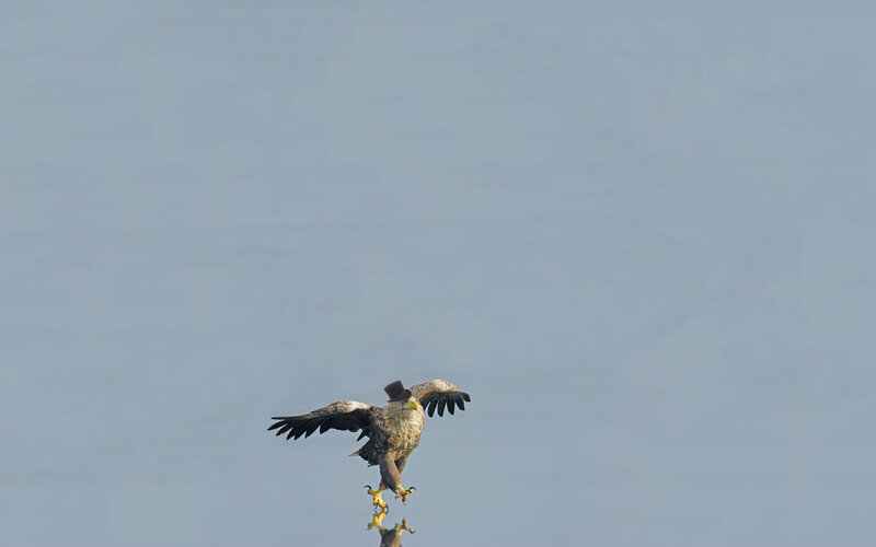 eagle with top hat