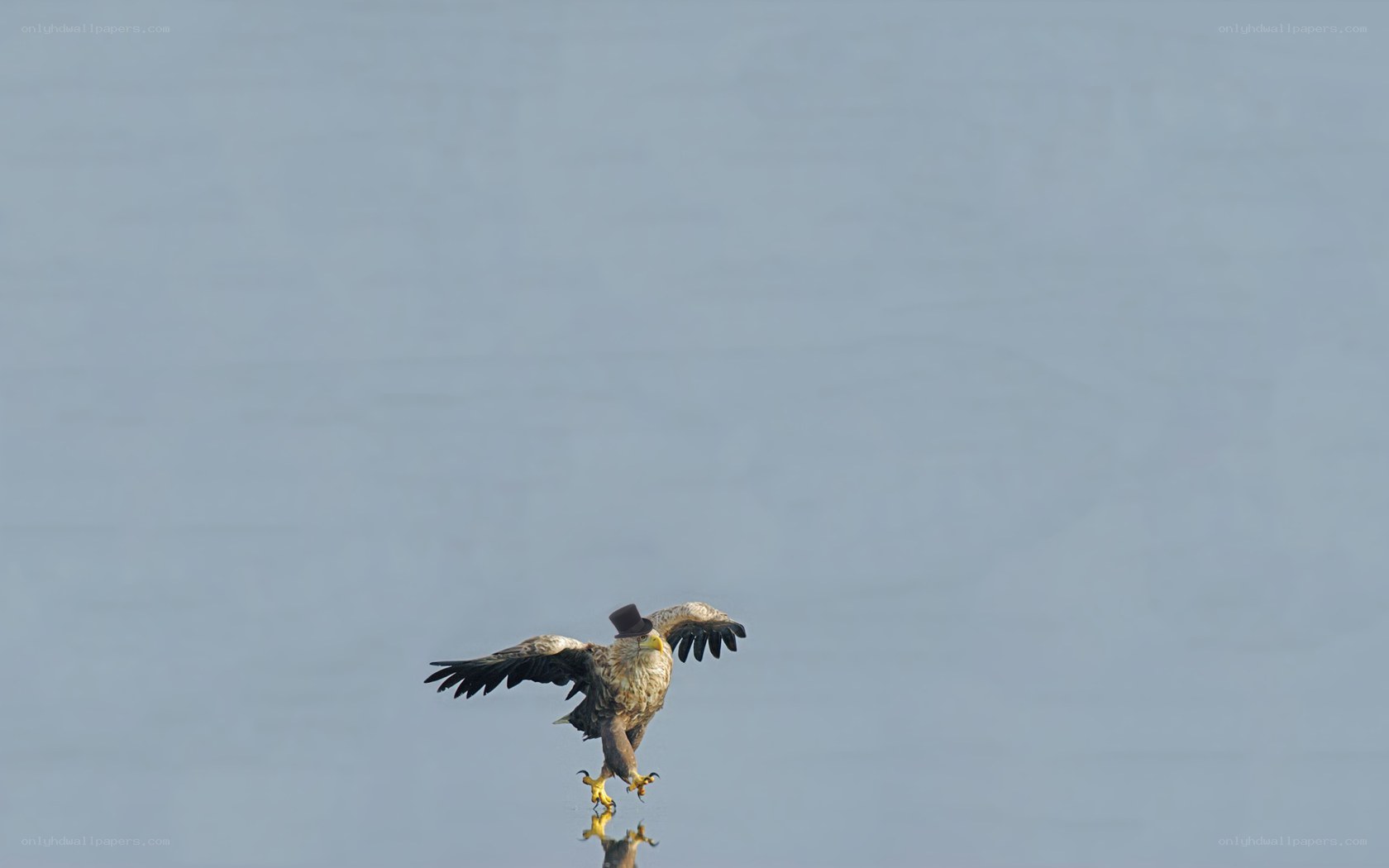 eagle with top hat