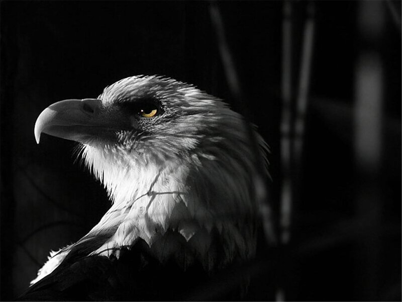eagle with yellow eye