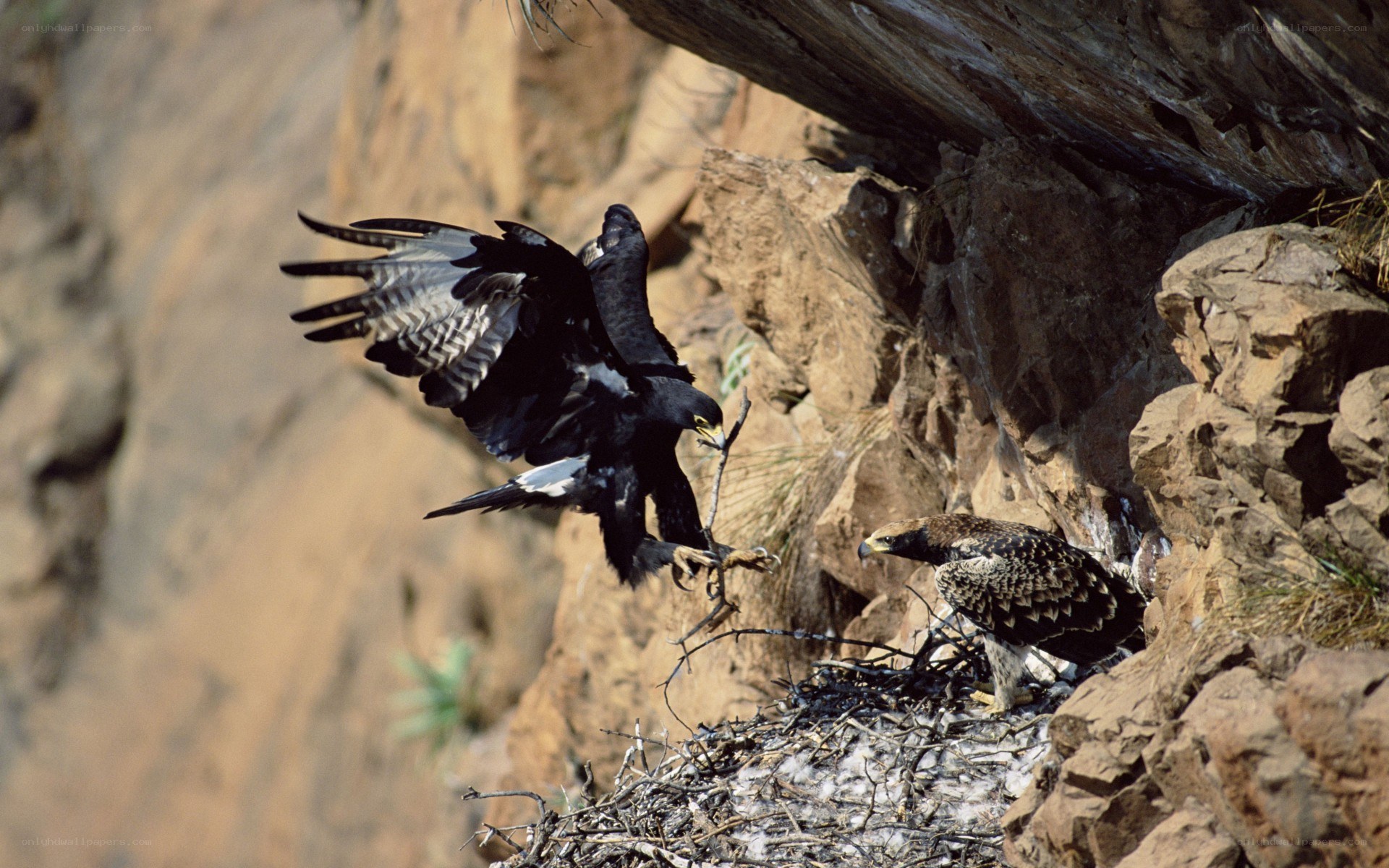 Eagles at a cliffside nest