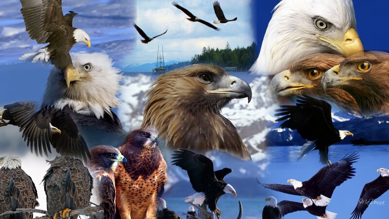 Eagles collage