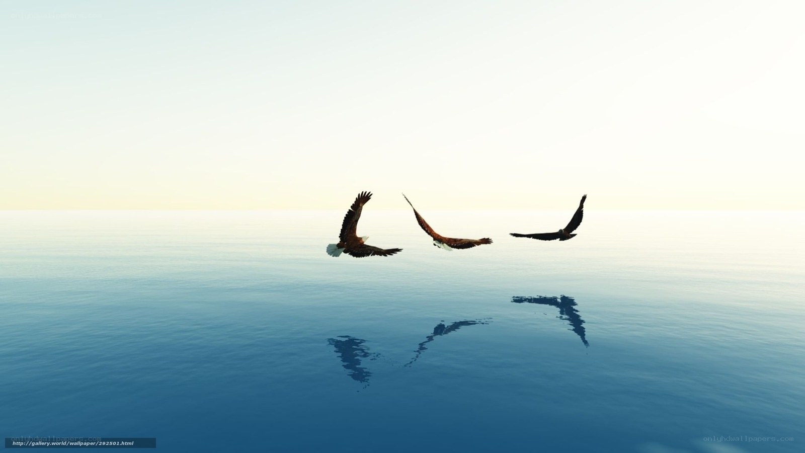 Eagles flying over calm water