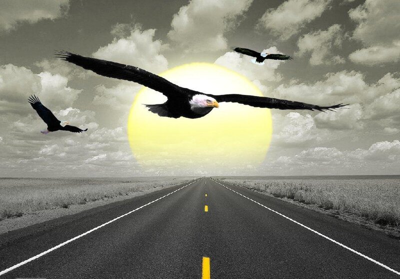 Eagles flying over road at sunset