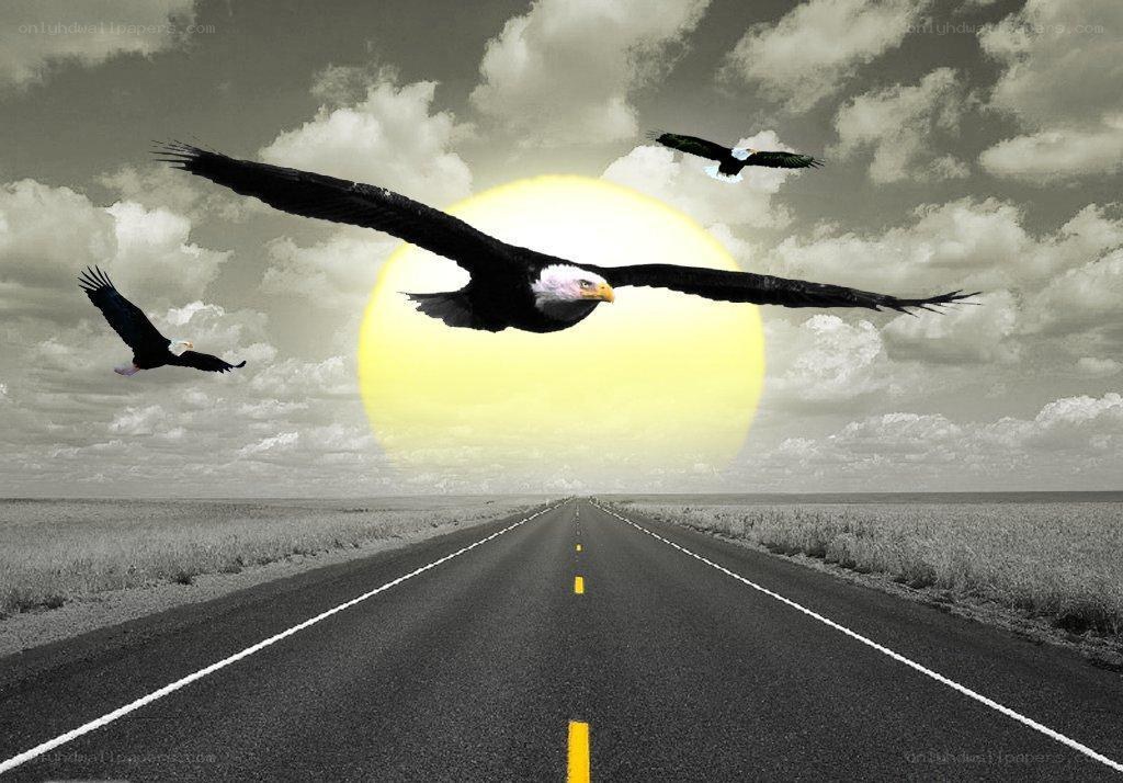Eagles flying over road at sunset