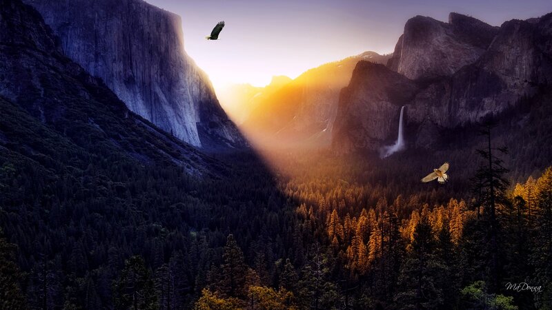Eagles Flying over Valley