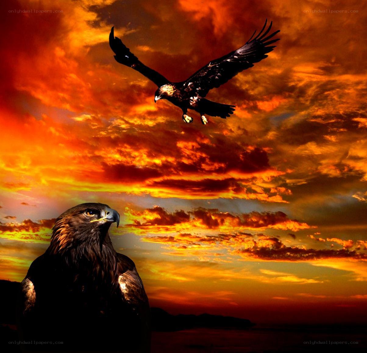 Eagles in a fiery sky