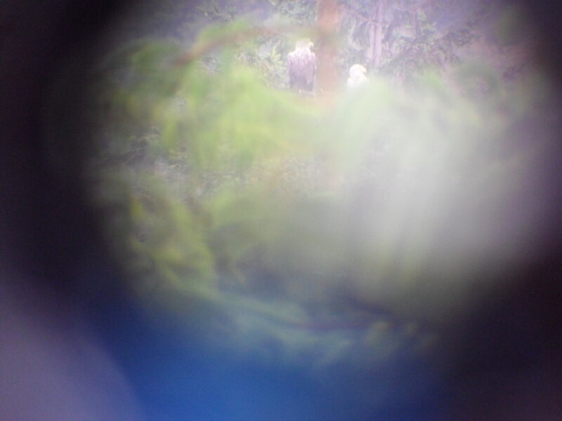 Eagles in Forest