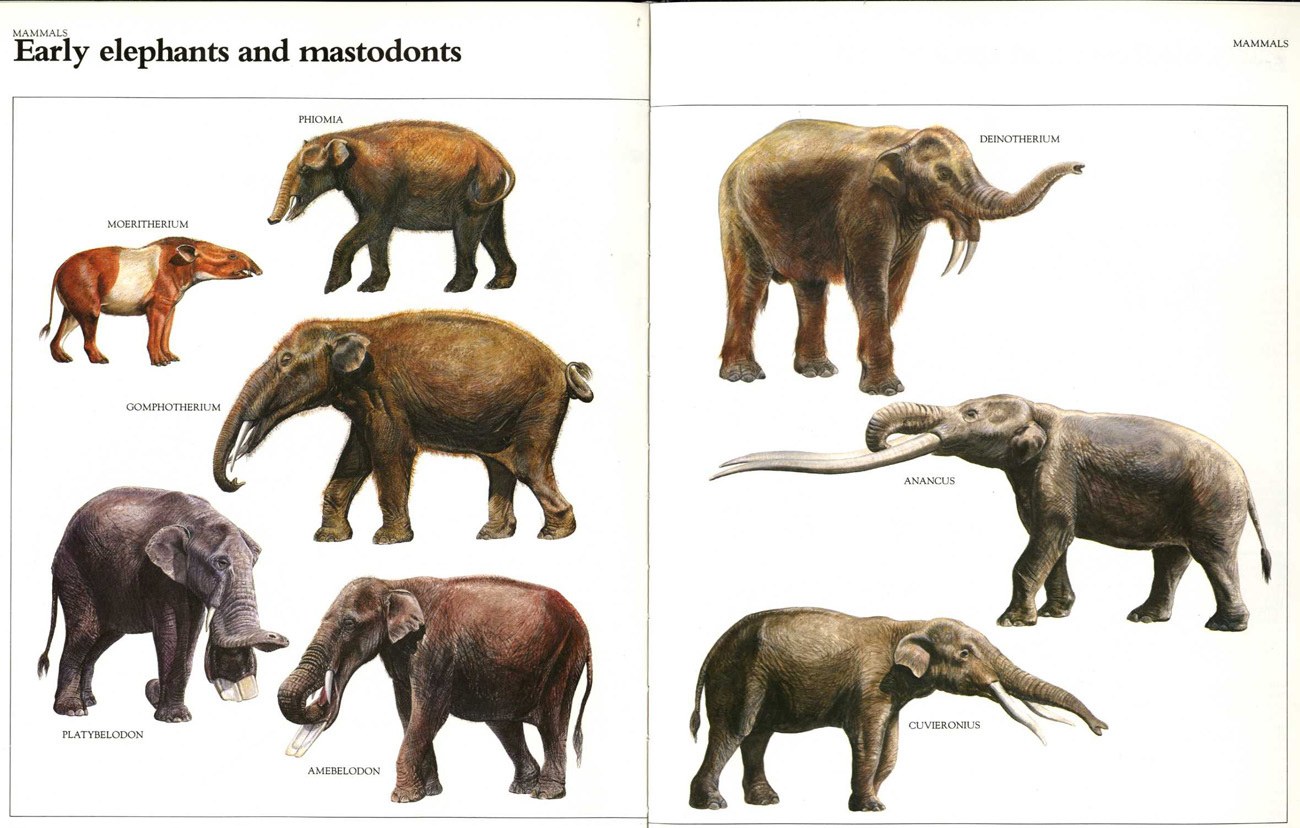 Early elephants and mastodons
