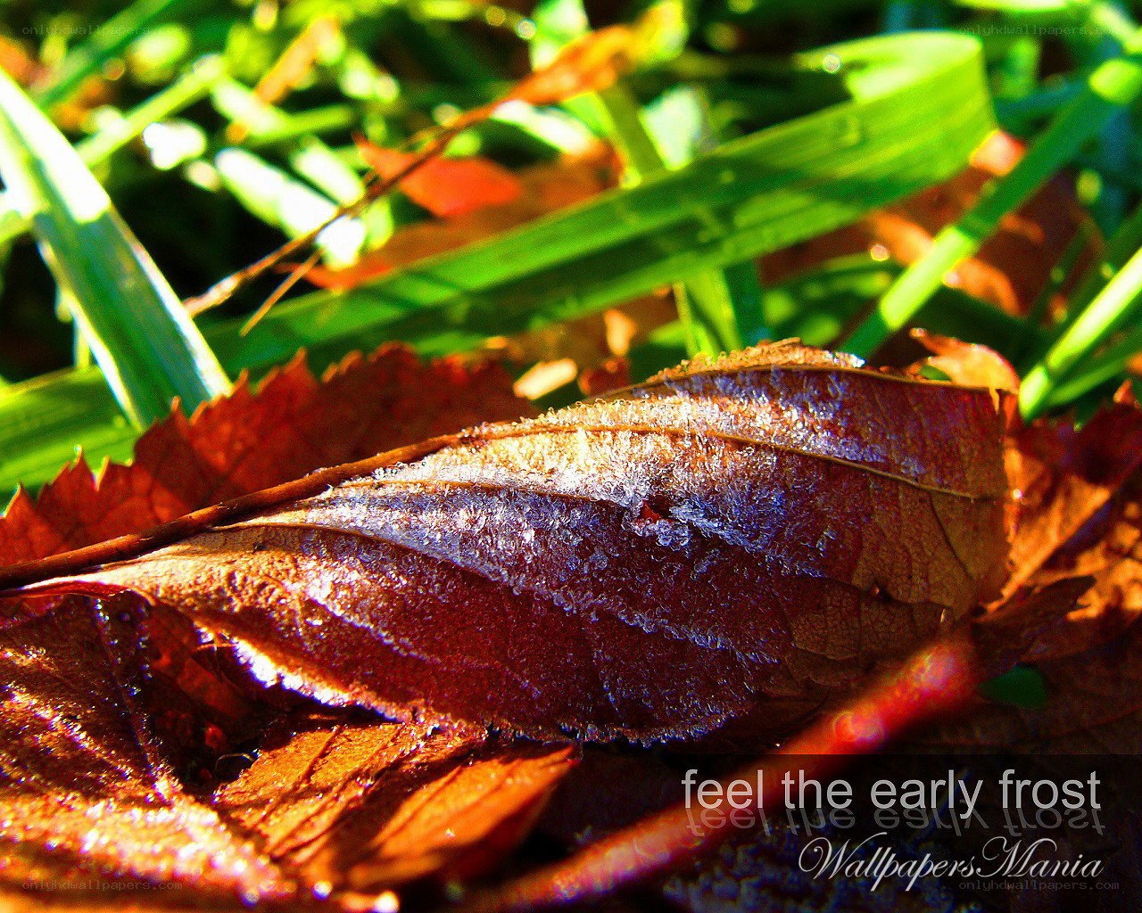 early frost on a leaf