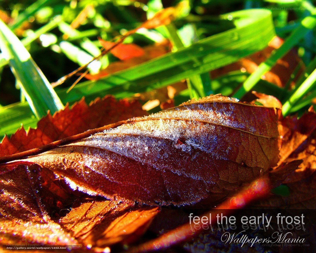 early frost on a leaf