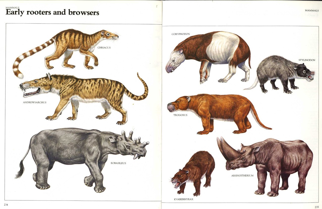 Early mammals illustration