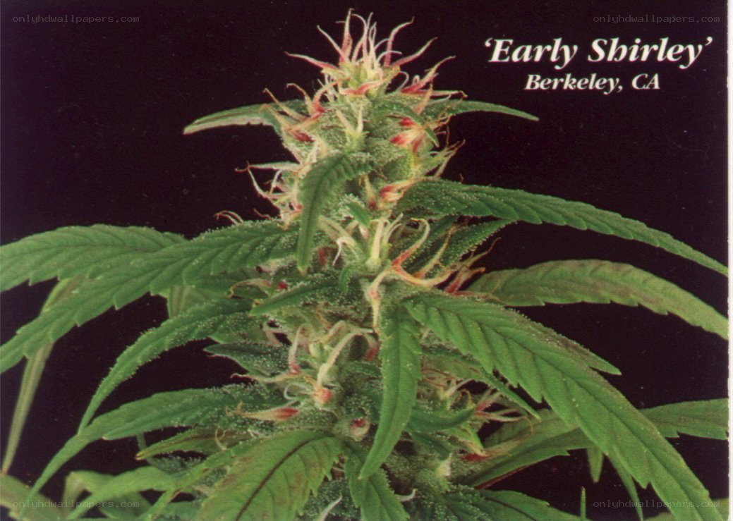 Early Shirley cannabis plant