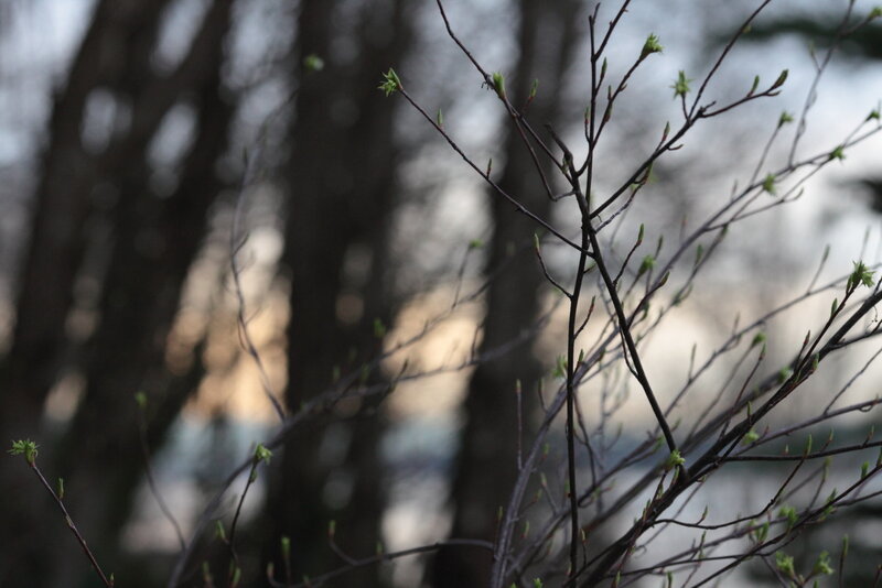 Early spring buds on tree branches