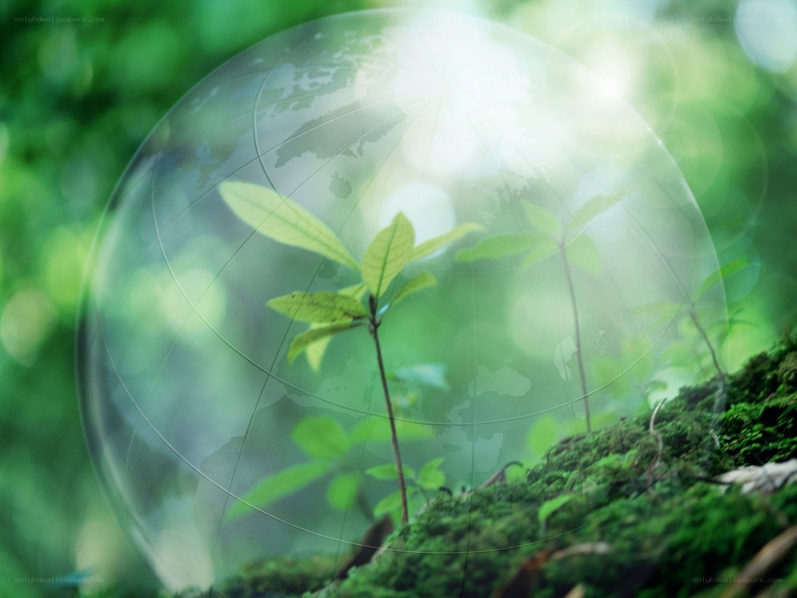 Earth in a bubble with plant