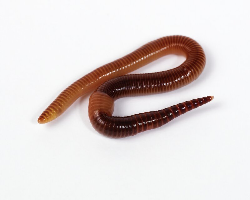 Earthworm on white background