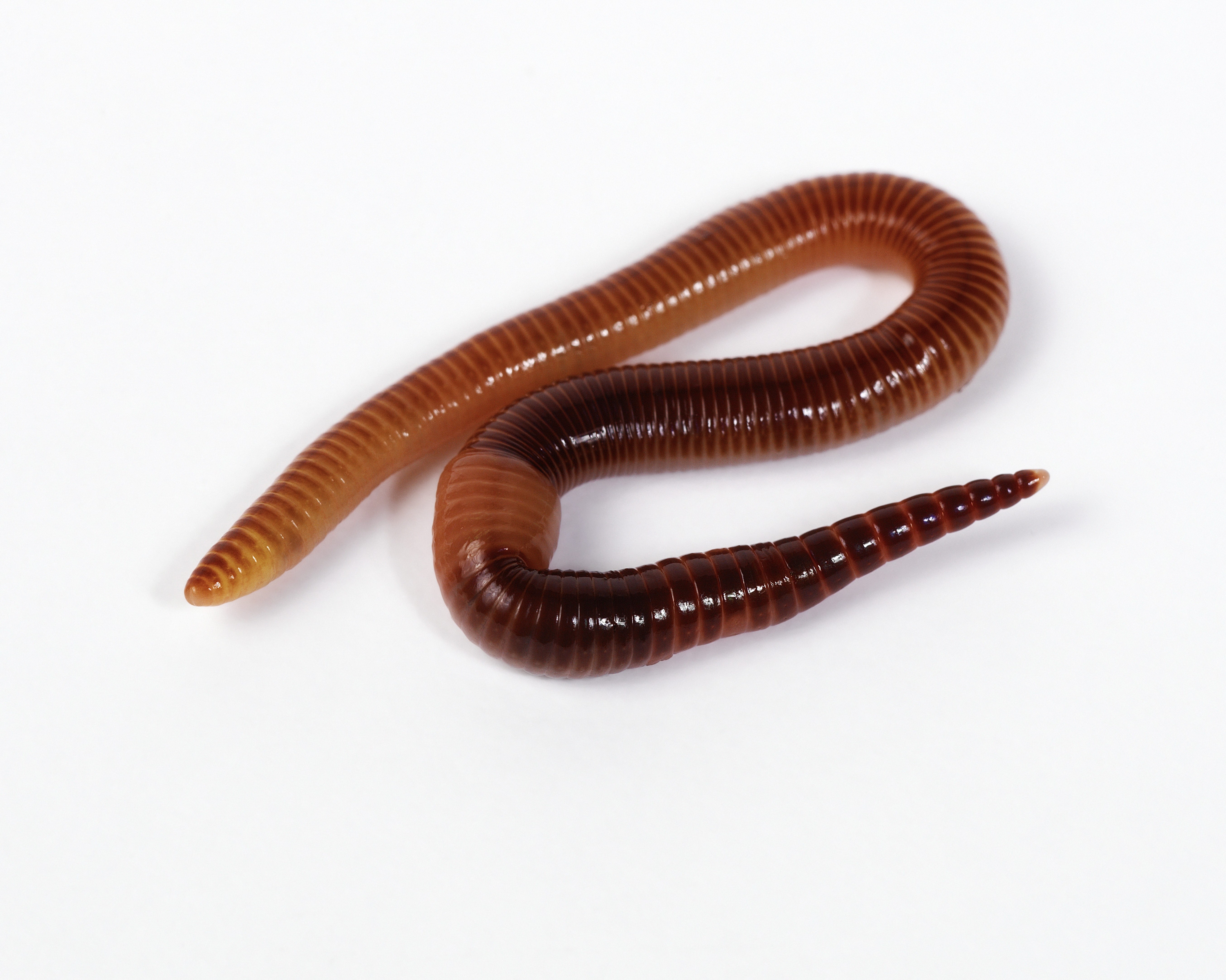 Earthworm on white background