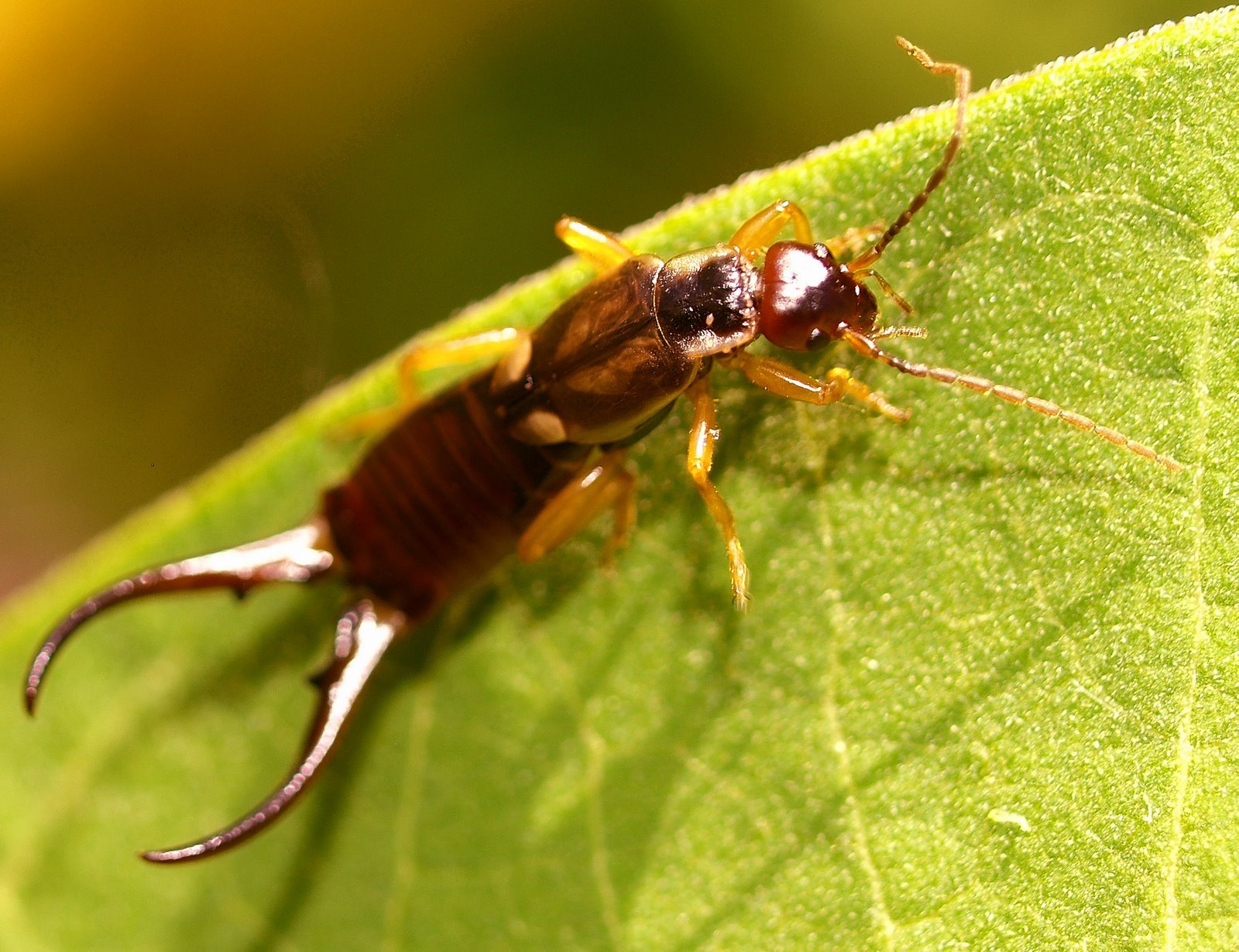 earwig on a green leaf
