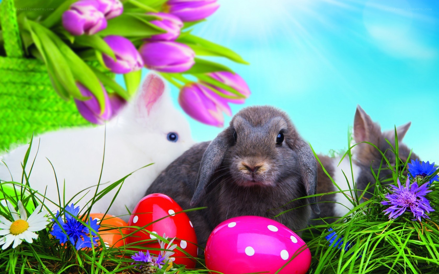 Easter bunnies with colorful eggs
