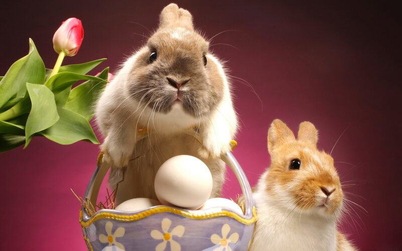 Easter bunnies with eggs and tulips