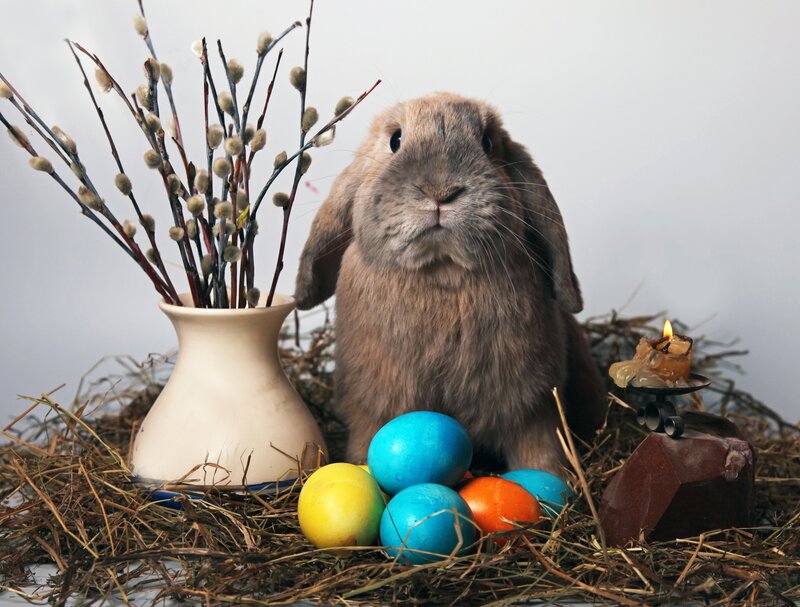 Easter bunny with colored eggs
