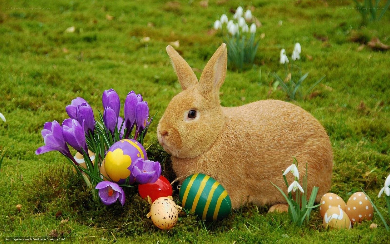 Easter bunny with colorful eggs